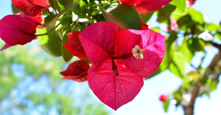 Beautiful bougainvillea blooms with green leaves