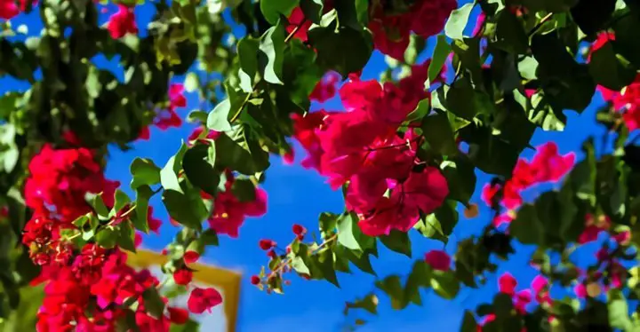 Bougainvellia blooms and green leaves