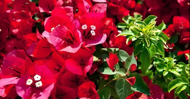 Bougainvellia long lasting blooms