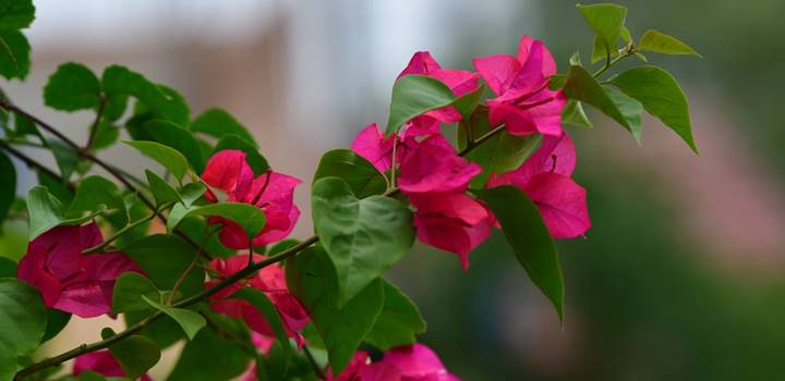 Bougainvillea Dropping Leaves