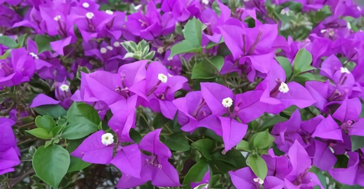 Purple heatlhy bougainvillea