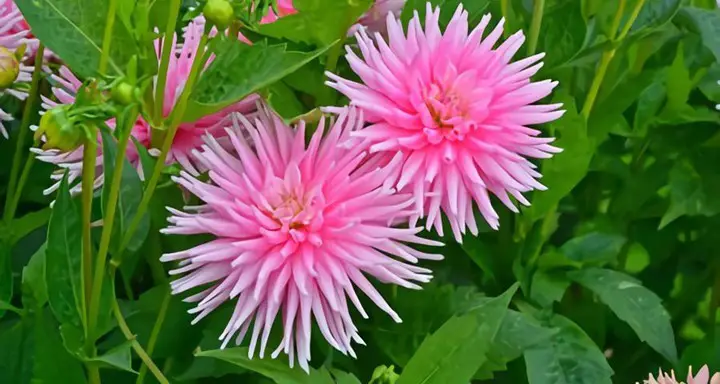 Beautiful Dahlia in my cottage Garden