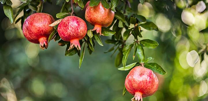 Best Fertilizer For Pomegranate Tree