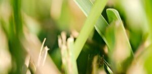 fungicide