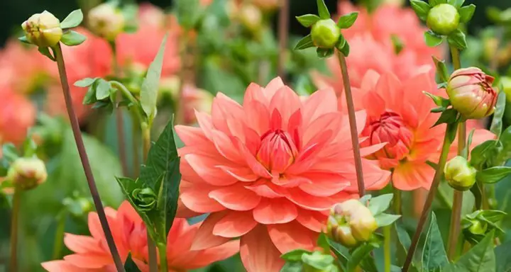 Causes and Treatment of Dahlia Leaves Drooping