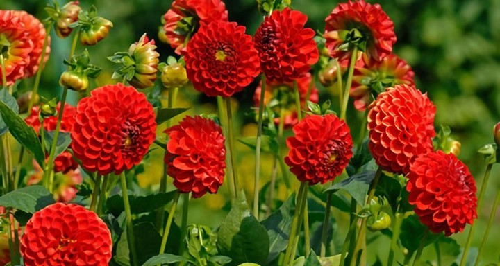 Healthy Dahlia plants with blooms