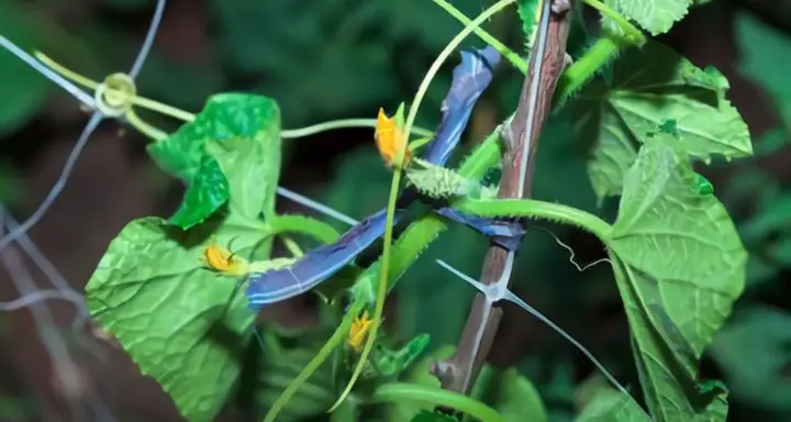 How to Fix White Spots On Cucumber Leaves