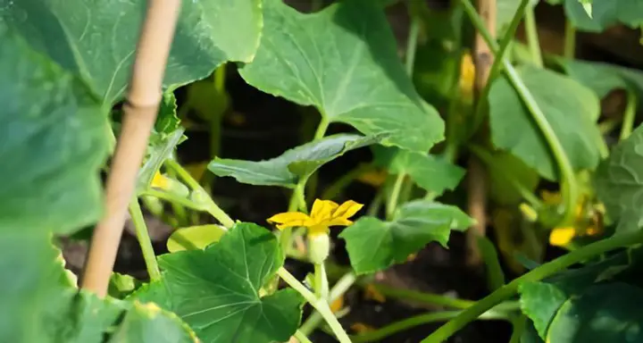 How to Get Rid of Yellow Spots on Cucumber Leaves