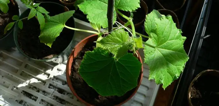 White Spots on Cucumber Leaves