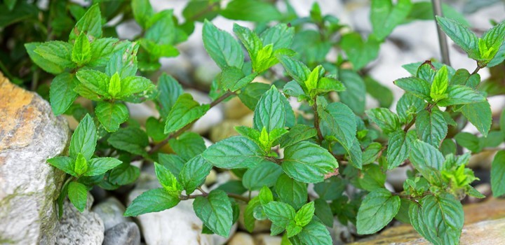 5 Reasons For Mint Leaves Turning Black