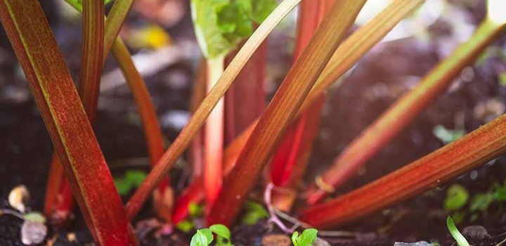 Best Fertilizer For Rhubarb