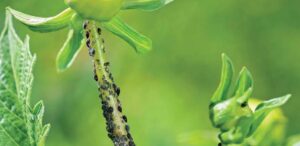 insecticide dahlias