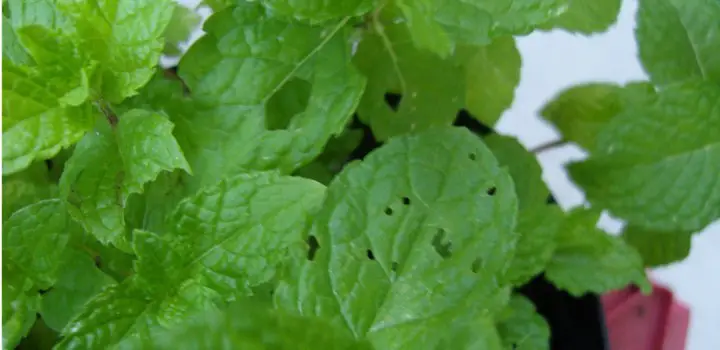 Holes in Mint Leaves