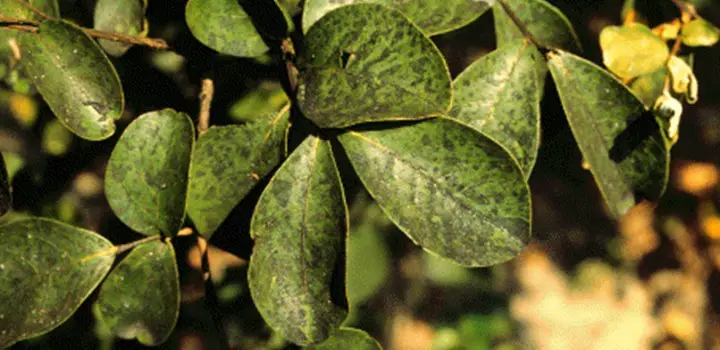 3 Causes of Crepe Myrtle Leaves Turning Black
