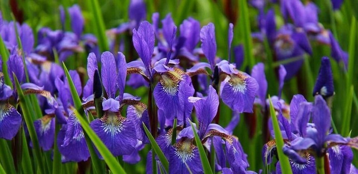 Best Fertilizer For Irises