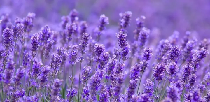 Best Fertilizer For Lavender