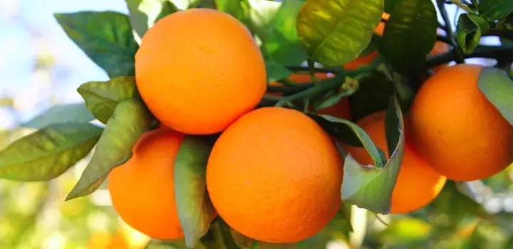 Best Fertilizer For Orange