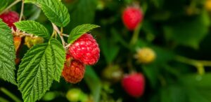 best natural fertilizer for raspberries