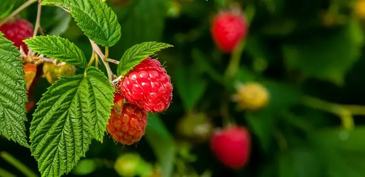 Best Fertilizer For Raspberries