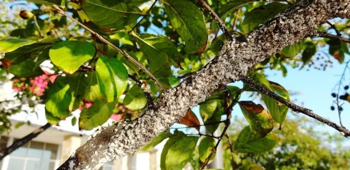 How To Treat Crepe Myrtle Bark Scales