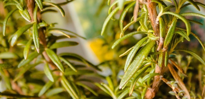 Rosemary Leaves Turning Bown