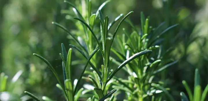 Why Rosemary Leaves Are Turning Yellow