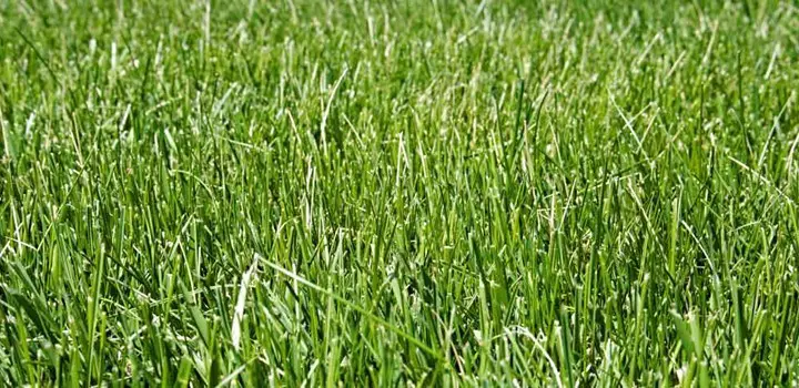 Best Fertilizer For Tall Fescue Grass
