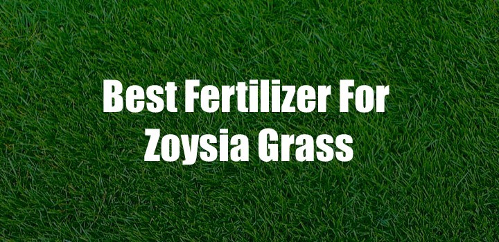 Best Fertilizer For Zoysia Grass