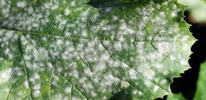 Best Fungicide For Powdery Mildew