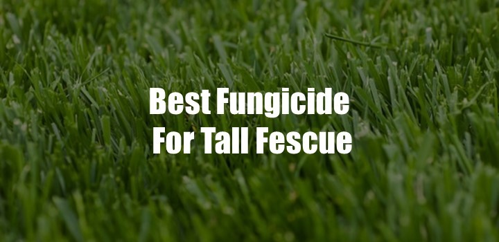 Best Fungicide For Tall Fescue