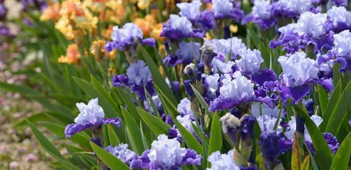 Irises Not Blooming