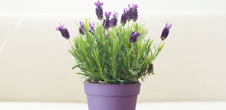 Why The Lavender Plant Is Dying