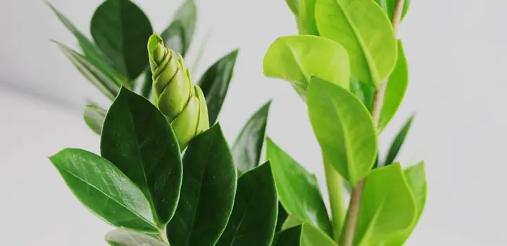 5 Reasons Light Green Leaves on ZZ Plant