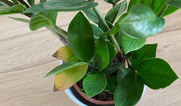 5 Reasons for Brown Tips on ZZ Plant