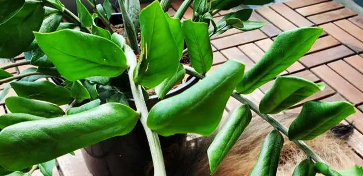 How to fix the curled leaves of ZZ plants