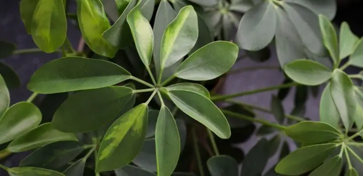 Schefflera Plants Dropping Leaves