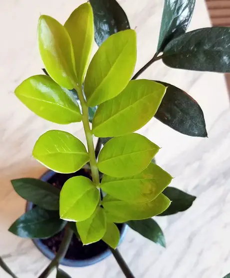 What Causes Light Green Leaves In ZZ Plant