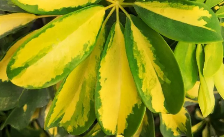 Why The Schefflera Leaves Are Turning Yellow