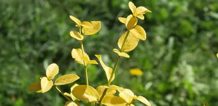 schefflera yellow leaves