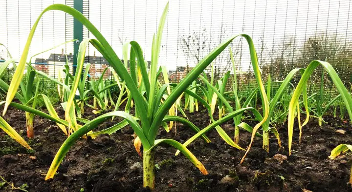 what causes garlic leaves turn yellow