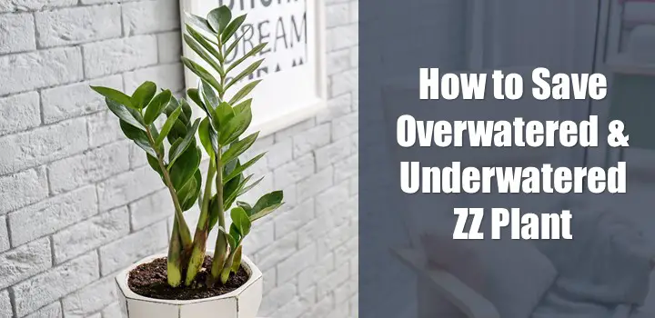 How To Save Overwatered & Underwatered ZZ Plant
