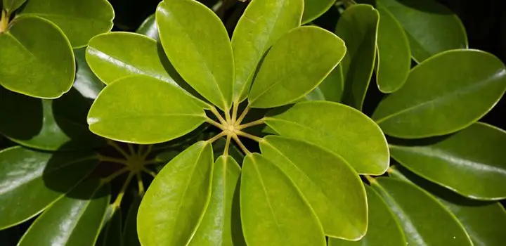 Why Are The Leaves on Schefflera Turning Brown