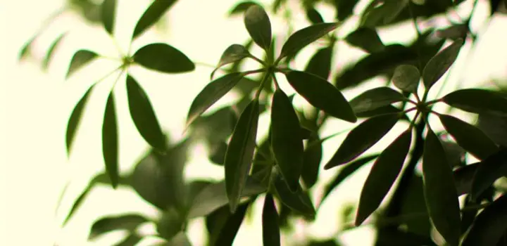 6 Causes of Schefflera Leaves Turning Black