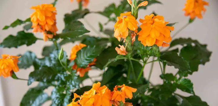 5 Reasons For Crossandra Not Blooming