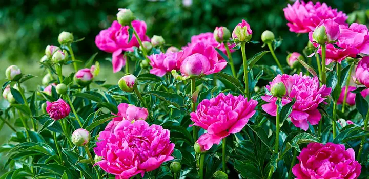 Best Fungicide For Peonies