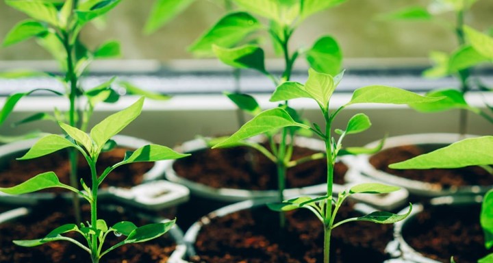 5 Reasons for Pepper Seedlings Turning Purple
