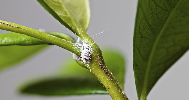 Best Insecticide for Mealybugs