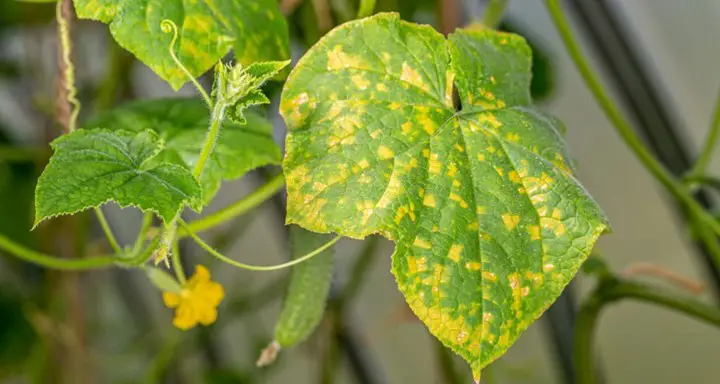 Spots on Squash Leaves