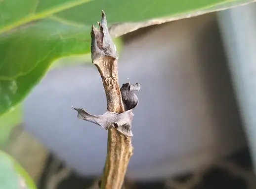 Fiddle Leaf Fig Has Shriveled Stalk
