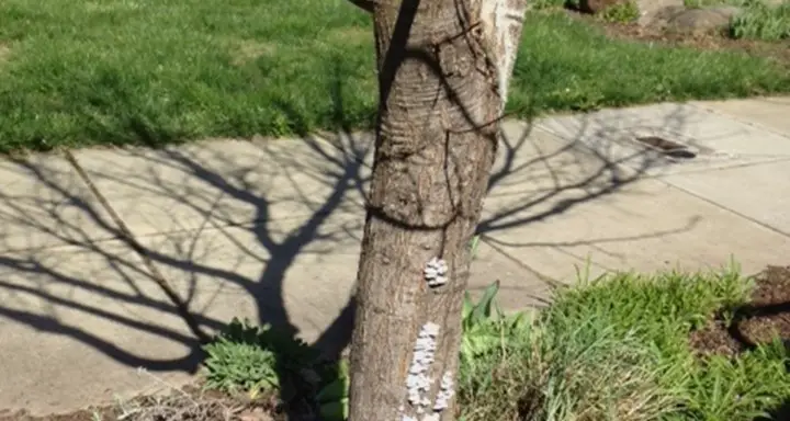 How To Remove Fungus From Japanese Maple Trunk